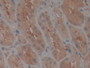 DAB staining on IHC-P; Samples: Human Kidney Tissue; Primary Ab: 10µg/ml Rabbit Anti-Human TEP1 Antibody Second Ab: 2µg/mL HRP-Linked Caprine Anti-Rabbit IgG Polyclonal Antibody