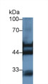 Western Blot; Sample: Rat Kidney lysate; Primary Ab: 1µg/ml Rabbit Anti-Rat KRT7 Antibody Second Ab: 0.2µg/mL HRP-Linked Caprine Anti-Rabbit IgG Polyclonal Antibody