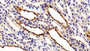 DAB staining on IHC-P. Samples: Rat Tissue)