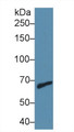 Western Blot; Sample: Human Jurkat cell lysate; Primary Ab: 1µg/ml Rabbit Anti-Mouse MMP9 Antibody Second Ab: 0.2µg/mL HRP-Linked Caprine Anti-Rabbit IgG Polyclonal Antibody 