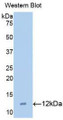 Western Blot; Sample: Recombinant protein.