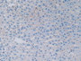 DAB staining on IHC-P; Samples: Rat Liver Tissue.