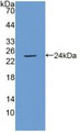 Western Blot; Sample: Recombinant ICAM1, Porcine.