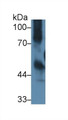 Western Blot; Sample: Mouse Thymus lysate; ; Primary Ab: 4µg/ml Rabbit Anti-Mouse ICAM1 Antibody; Second Ab: 0.2µg/mL HRP-Linked Caprine Anti-Rabbit IgG Polyclonal Antibody;