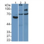 Western Blot; Sample: Lane1: Human Hela cell lysate; Lane2: Mouse Kidney lysate; Lane3: Rat Spleen lysate ; Primary Ab: 5µg/ml Rabbit Anti-Human VCAM1 Antibody; Second Ab: 0.2µg/ml HRP-Linked Caprine Anti-Rabbit IgG Polyclonal Antibody;