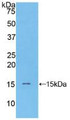 Western Blot; Sample: Recombinant NPPB, Mouse.