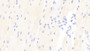 DAB staining on IHC-P; Samples: Mouse Cardiac Muscle Tissue;  Primary Ab: 5μg/ml Rabbit Anti-Mouse BNP Antibody Second Ab: 2µg/mL HRP-Linked Caprine Anti-Rabbit IgG Polyclonal Antibody 