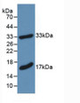 Western Blot; Sample: Recombinant MBP, Mouse.