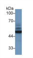 Western Blot; Sample: Human 293T cell lysate; Primary Ab: 1µg/ml Rabbit Anti-Mouse NSE Antibody Second Ab: 0.2µg/mL HRP-Linked Caprine Anti-Rabbit IgG Polyclonal Antibody 