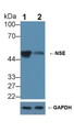 Knockout Varification: &lt;br/&gt;Lane 1: Wild-type HepG2 cell lysate; &lt;br/&gt;Lane 2: NSE knockout HepG2 cell lysate; &lt;br/&gt;Predicted MW: 47kDa &lt;br/&gt;Observed MW: 50kDa&lt;br/&gt;Primary Ab: 2µg/ml Rabbit Anti-Mouse NSE Antibody&lt;br/&gt;Second Ab: 0.2µg/mL HRP-Linked Caprine Anti-Rabbit IgG Polyclonal Antibody&lt;br/&gt;