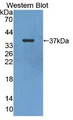 WesternBlot;Sample:RecombinantNSE,Mouse.