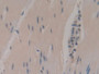 DAB staining on IHC-P; Samples: Human Rectum Tissue
