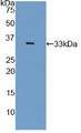 Western Blot; Sample: Recombinant PAI2, Rat.