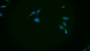 FITC staining on IF; Samples: Human MCF7 cell;  Primary Ab: 20μg/ml Rabbit Anti-Rat PAI2 Antibody Second Ab: 1.5μg/ml FITC-Linked Caprine Anti-Rabbit IgG Polyclonal Antibody 
