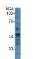 Western Blot; Sample: Human Placenta lysate; Primary Ab: 3µg/ml Rabbit Anti-Human PAI2 Antibody Second Ab: 0.2µg/mL HRP-Linked Caprine Anti-Rabbit IgG Polyclonal Antibody