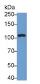 Western Blot; Sample: Recombinant protein.