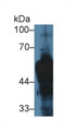 Western Blot; Sample: Rat Skin lysate; Primary Ab: 5µg/ml Rabbit Anti-Rat KRT14 Antibody Second Ab: 0.2µg/mL HRP-Linked Caprine Anti-Rabbit IgG Polyclonal Antibody