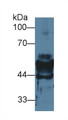 Western Blot; Sample: Mouse Stomach lysate; Primary Ab: 2µg/ml Rabbit Anti-Mouse KRT14 Antibody Second Ab: 0.2µg/mL HRP-Linked Caprine Anti-Rabbit IgG Polyclonal Antibody