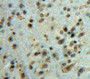 Used in DAB staining on fromalin fixed paraffin-embedded Brain tissue