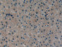 DAB staining on IHC-P; Samples: Human Liver Tissue; Primary Ab: 10µg/ml Rabbit Anti-Human ATXN1 Antibody Second Ab: 2µg/mL HRP-Linked Caprine Anti-Rabbit IgG Polyclonal Antibody