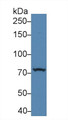 Western Blot; Sample: Mouse Kidney lysate; Primary Ab: 5µg/ml Rabbit Anti-Mouse PKD2 Antibody Second Ab: 0.2µg/mL HRP-Linked Caprine Anti-Rabbit IgG Polyclonal Antibody