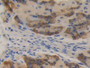 DAB staining on IHC-P; Samples: Mouse Stomach Tissue; Primary Ab: 10µg/ml Rabbit Anti-Mouse PKD2 Antibody Second Ab: 2µg/mL HRP-Linked Caprine Anti-Rabbit IgG Polyclonal Antibody