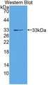 Western Blot; Sample: Recombinant protein.