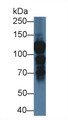 Western Blot; Sample: Human K562 cell lysate; Primary Ab: 1µg/ml Rabbit Anti-Human ILF3 Antibody Second Ab: 0.2µg/mL HRP-Linked Caprine Anti-Rabbit IgG Polyclonal Antibody