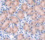 Nestin (Nes) Polyclonal Antibody, Cat#CAU27793