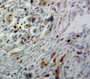 Used in DAB staining on fromalin fixed paraffin-embedded Pancreas tissue