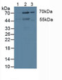 Western Blot; Sample: Lane1: Human Hela Cells; Lane2: Human MCF7 Cells.