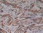 DAB staining on IHC-P; Samples: Human Kidney Tissue.