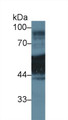 Western Blot; Sample: Human A431 cell lysate; Primary Ab: 1µg/ml Rabbit Anti-Rat KRT1 Antibody Second Ab: 0.2µg/mL HRP-Linked Caprine Anti-Rabbit IgG Polyclonal Antibody