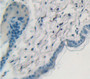 Cytokeratin 1 (Ck1) Polyclonal Antibody, Cat#CAU27800