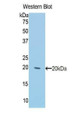 Western Blot; Sample: Recombinant protein.