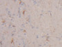 DAB staining on IHC-P; Samples: Rat Cerebrum Tissue)