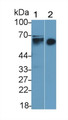 Western Blot; Sample: Lane1: Mouse Skin lysate; Lane2: Porcine Skin lysate; Primary Ab: 1μg/ml Rabbit Anti-Human KRT3 Antibody; Second Ab: 0.2µg/mL HRP-Linked Caprine Anti-Rabbit IgG Polyclonal Antibody;