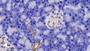 DAB staining on fromalin fixed paraffin- embedded kidney tissue)