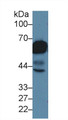 Western Blot; Sample: Rat Tongue lysate; ; Primary Ab: 1µg/ml Rabbit Anti-Mouse KRT5 Antibody; Second Ab: 0.2µg/mL HRP-Linked Caprine Anti-Rabbit IgG Polyclonal Antibody;