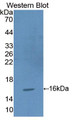 Western Blot; Sample: Recombinant protein.