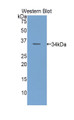 Western Blot; Sample: Recombinant protein.