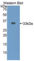 Western Blot; Sample: Recombinant protein.