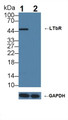 Knockout Varification: ; Lane 1: Wild-type U87MG cell lysate; ; Lane 2: LTbR knockout U87MG cell lysate; ; Predicted MW: 45,47kDa ; Observed MW: 47kDa; Primary Ab: 3µg/ml Rabbit Anti-Human LTbR Antibody; Second Ab: 0.2µg/mL HRP-Linked Caprine Anti-Rabbit IgG Polyclonal Antibody;