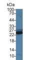 Western Blot; Sample: Mouse Skeletal muscle lysate; Primary Ab: 0.5µg/ml Rabbit Anti-Porcine TNNI3 Antibody Second Ab: 0.2µg/mL HRP-Linked Caprine Anti-Rabbit IgG Polyclonal Antibody