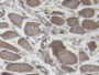 DAB staining on IHC-P; Samples: Porcine Tongue Tissue;  Primary Ab: 20µg/ml Rabbit Anti-Porcine TNNI