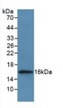 Western Blot; Sample: Recombinant CSTA, Human.