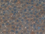 DAB staining on IHC-P; Samples: Mouse Liver Tissue; Primary Ab: 10µg/ml Rabbit Anti-Mouse OC Antibody Second Ab: 2µg/mL HRP-Linked Caprine Anti-Rabbit IgG Polyclonal Antibody