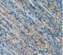 DAB staining on IHC-P; Samples: Mouse Stomach Tissue.