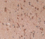 Heat Shock Transcription Factor 2 (Hsf2) Polyclonal Antibody, Cat#CAU27850