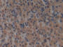 DAB staining on IHC-P; Samples: Rat Stomach Tissue; Primary Ab: 10µg/ml Rabbit Anti-Rat LIPG Antibody Second Ab: 2µg/mL HRP-Linked Caprine Anti-Rabbit IgG Polyclonal Antibody